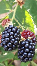 Close-up of grapes growing on plant