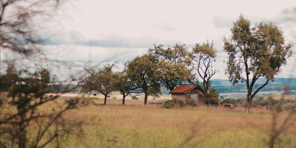 Trees and houses on field against sky