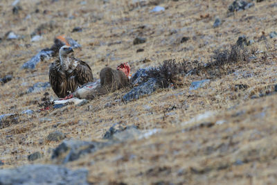 Vulture on field