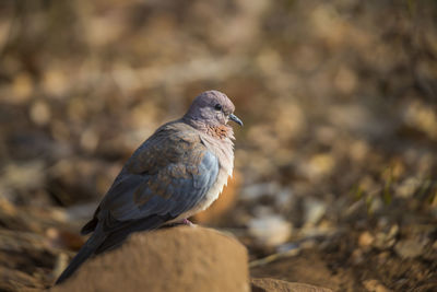 Close-up of bird perching outdoors