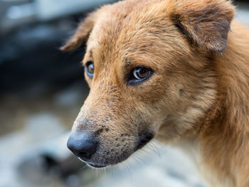 Close-up of dog looking away
