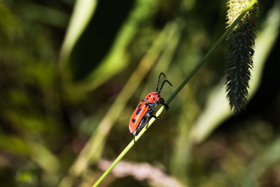Close-up of ladybug on plant