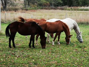 Horse grazing in field