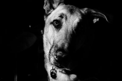 Close-up portrait of a dog