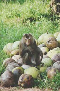 High angle view of monkey sitting on coconuts at field