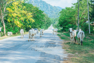 View of cows on road