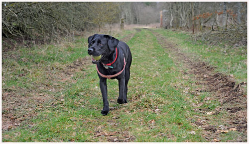Dog in a field