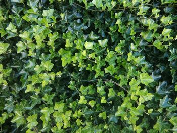 Full frame shot of green leaves