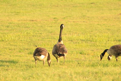 Geese in a field