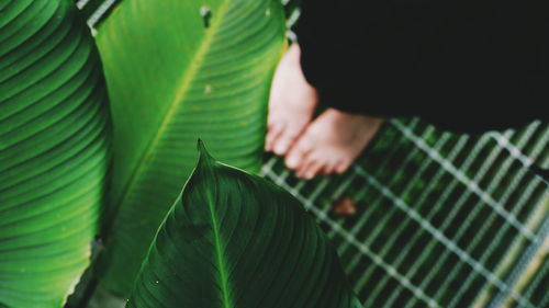 Close-up of hand on green leaf