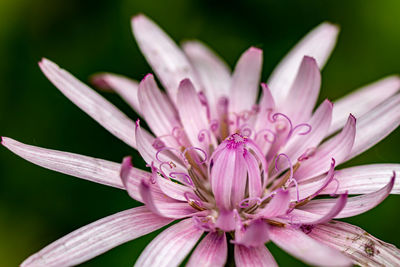 Close-up of white flower