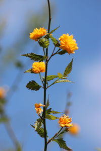 Low angle view of yellow flowers against sky