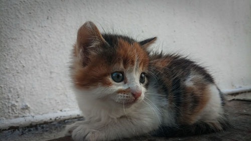 Close-up portrait of a cat looking away