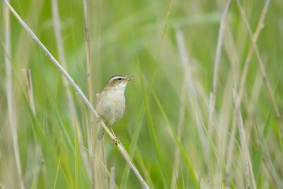 Bird perching on grass