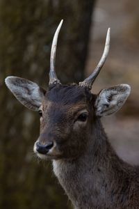 Close-up of deer