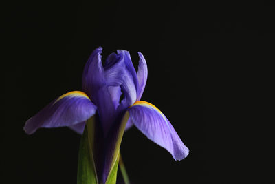 Close-up of purple iris flower against black background