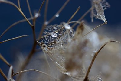 Close-up of spider on web