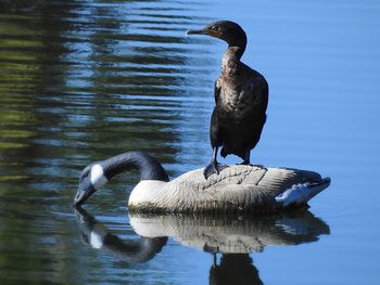 Birds perching on a lake