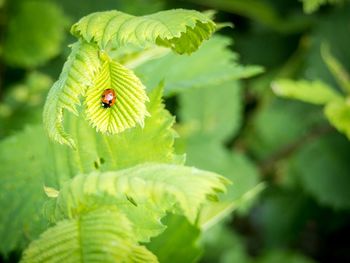 Close-up of insect on leaf