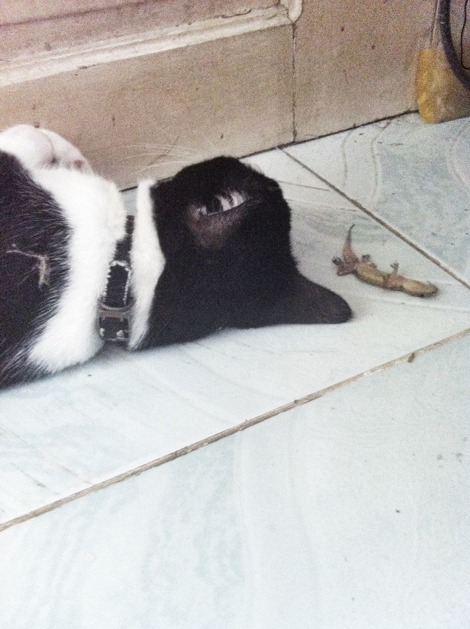 domestic animals, pets, animal themes, mammal, one animal, domestic cat, cat, dog, feline, high angle view, relaxation, lying down, resting, black color, animal head, whisker, zoology, indoors, no people, sleeping