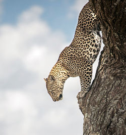 Low angle view of cat on tree