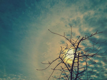 Low angle view of tree against sky