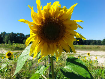 Close-up of sunflower blooming in field