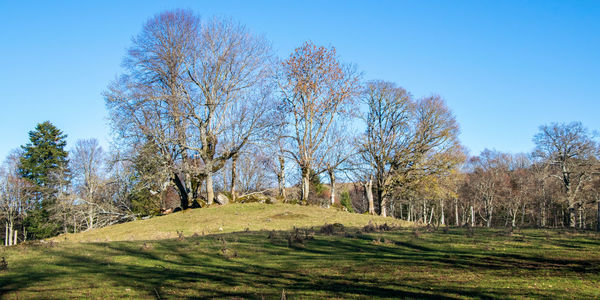 Trees on field against clear sky