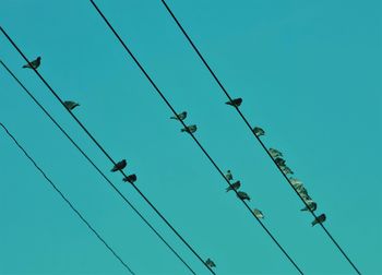 Low angle view of birds on cable against clear blue sky