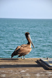 Bird perching by sea against clear sky