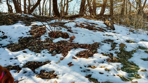 Trees on snow covered landscape