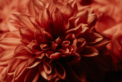 Macro photography of a dark red chrysanthemum. delicate petals in selective focus. 