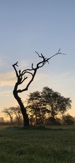 Silhouette of tree on field against sky during sunset