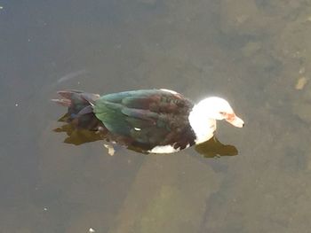 High angle view of bird in lake