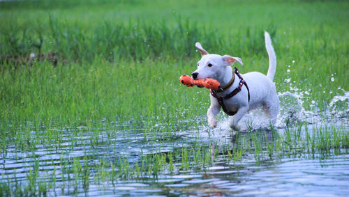 Dog running in a water