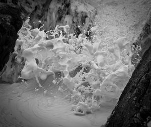 Close-up of jellyfish swimming in sea