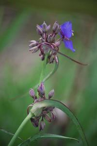 Close-up of purple flowers blooming outdoors