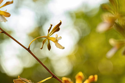 Close-up of plant