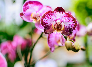 Close-up of bee on pink flowering plant