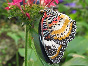 Close-up of butterfly on flower