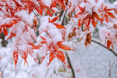 Close-up of maple tree during autumn