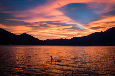 Swans in lake against orange sky during sunset