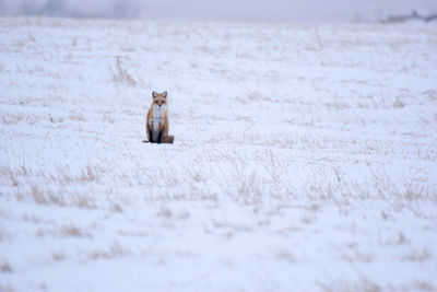 Close-up of fox on snow field
