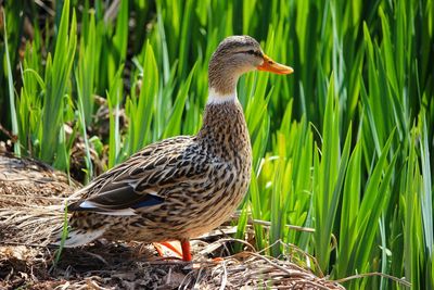 Close-up of duck on grass