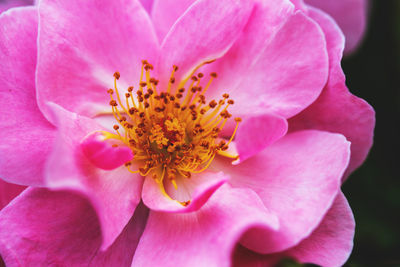 Close-up of pink flower blooming outdoors