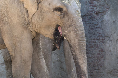 Close-up of elephant in zoo