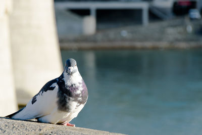 Close-up of seagull perching on retaining wall