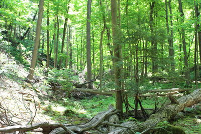 Trees in forest