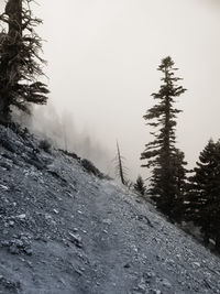 Trees on landscape against clear sky