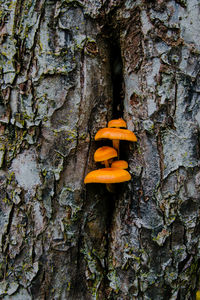 Close-up of mushroom growing on tree trunk